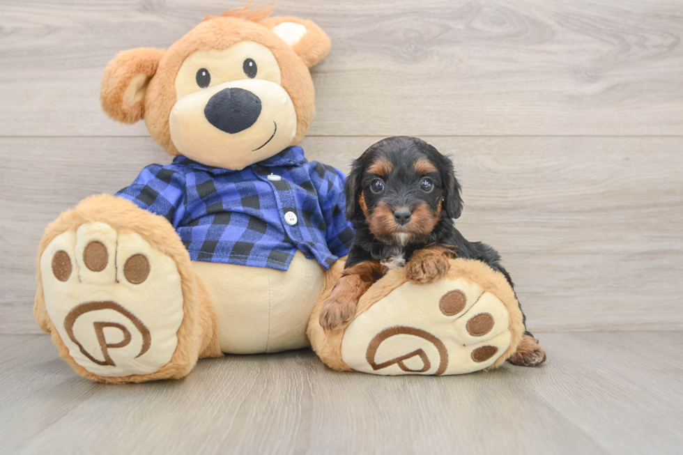 Cavapoo Puppy for Adoption