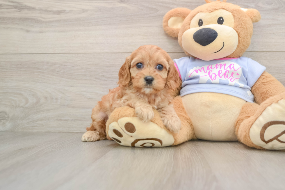 Cavapoo Pup Being Cute