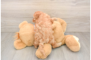 Best Cavapoo Baby
