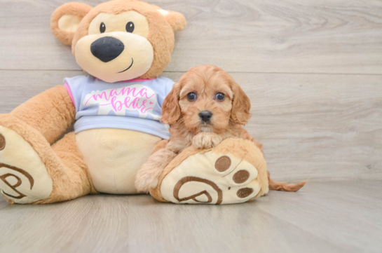 Cavapoo Pup Being Cute