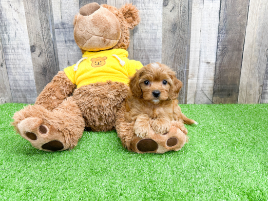 Happy Cavapoo Baby