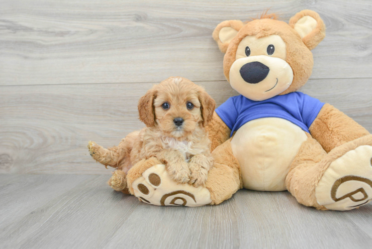 Cavapoo Pup Being Cute