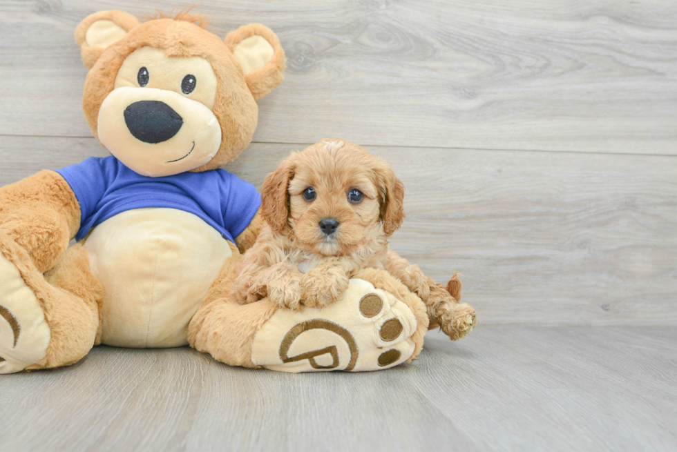 Happy Cavapoo Baby