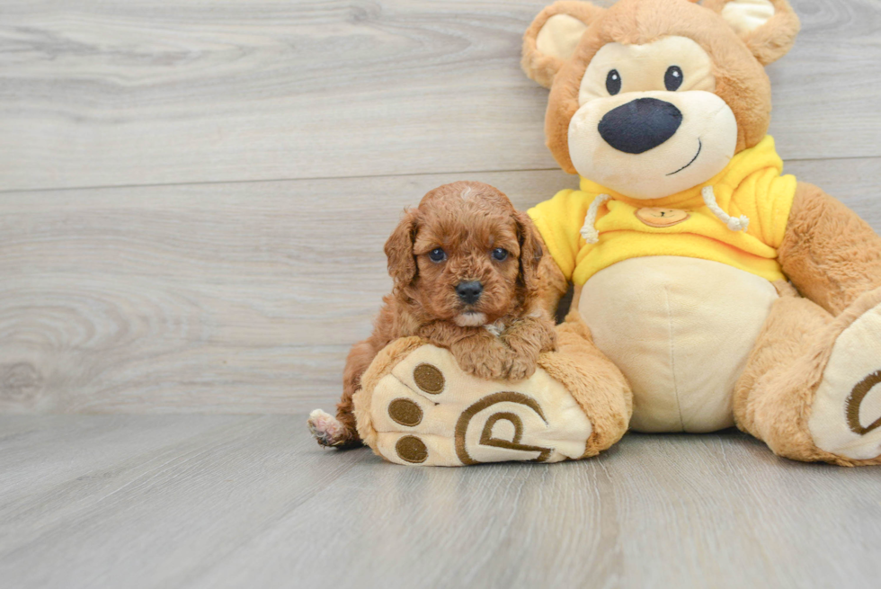 Cavapoo Puppy for Adoption