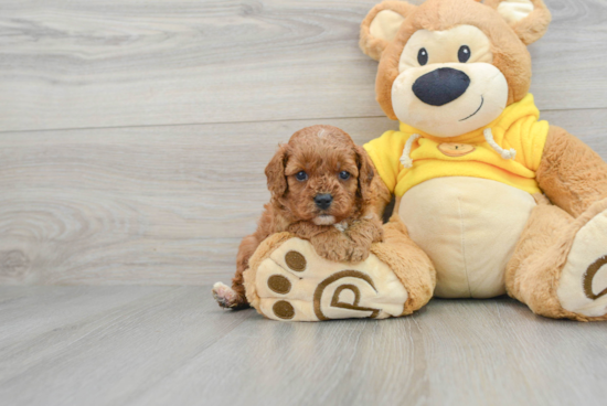 Cavapoo Puppy for Adoption