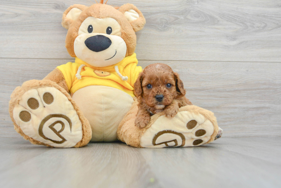 Smart Cavapoo Poodle Mix Pup