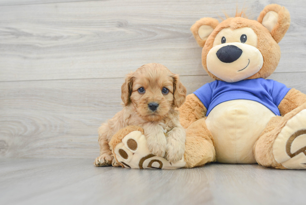 Adorable Cavoodle Poodle Mix Puppy