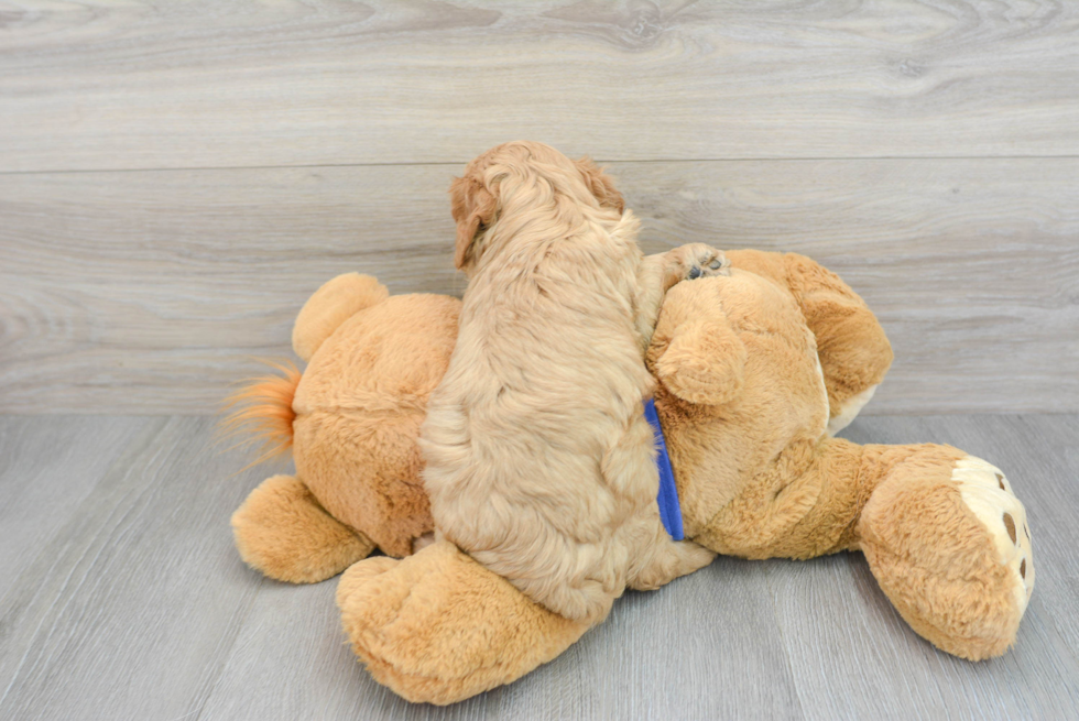 Cavapoo Puppy for Adoption