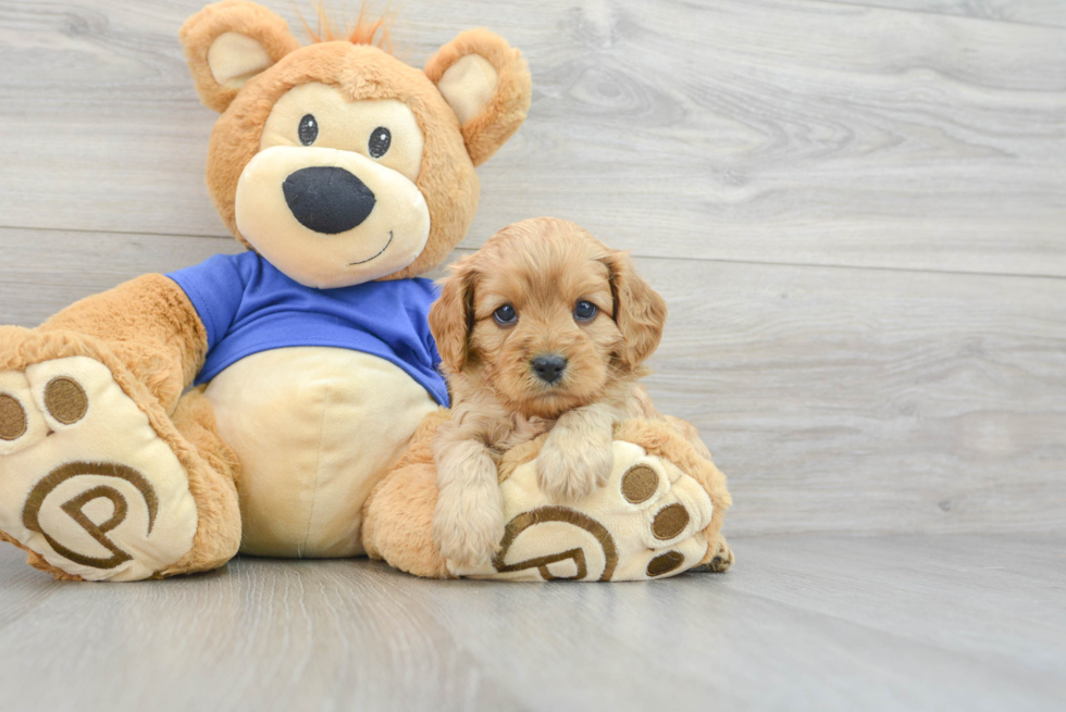 Fluffy Cavapoo Poodle Mix Pup