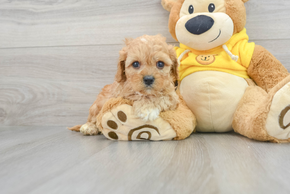 Cavapoo Puppy for Adoption