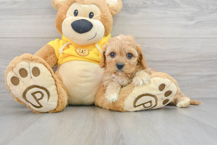 Happy Cavapoo Baby