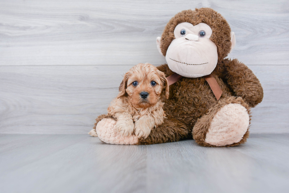 Cavapoo Pup Being Cute