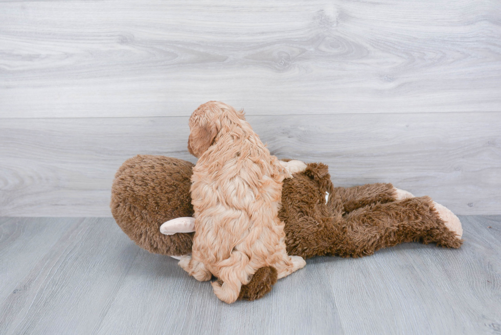 Cavapoo Pup Being Cute