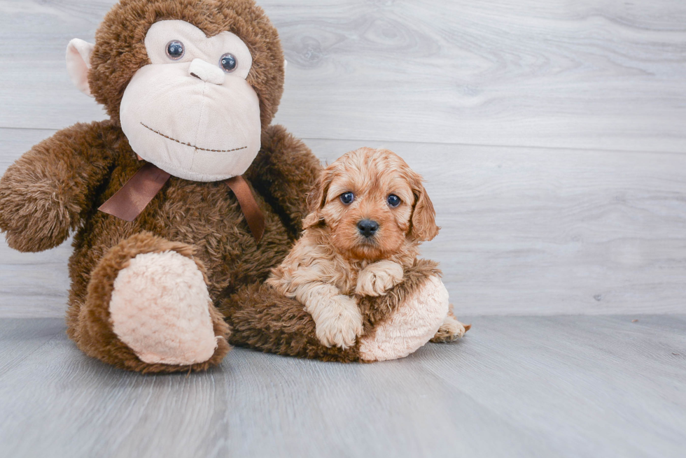 Best Cavapoo Baby