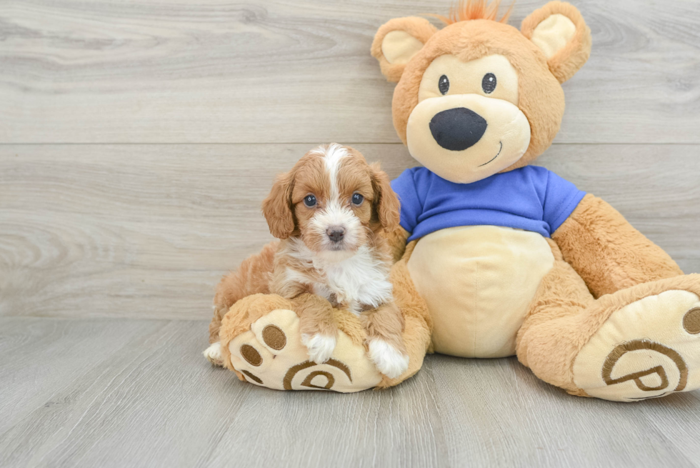 Cavapoo Pup Being Cute