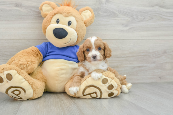 Small Cavapoo Baby