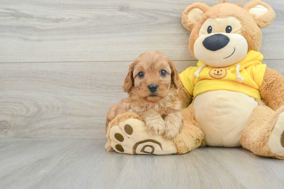 Best Cavapoo Baby