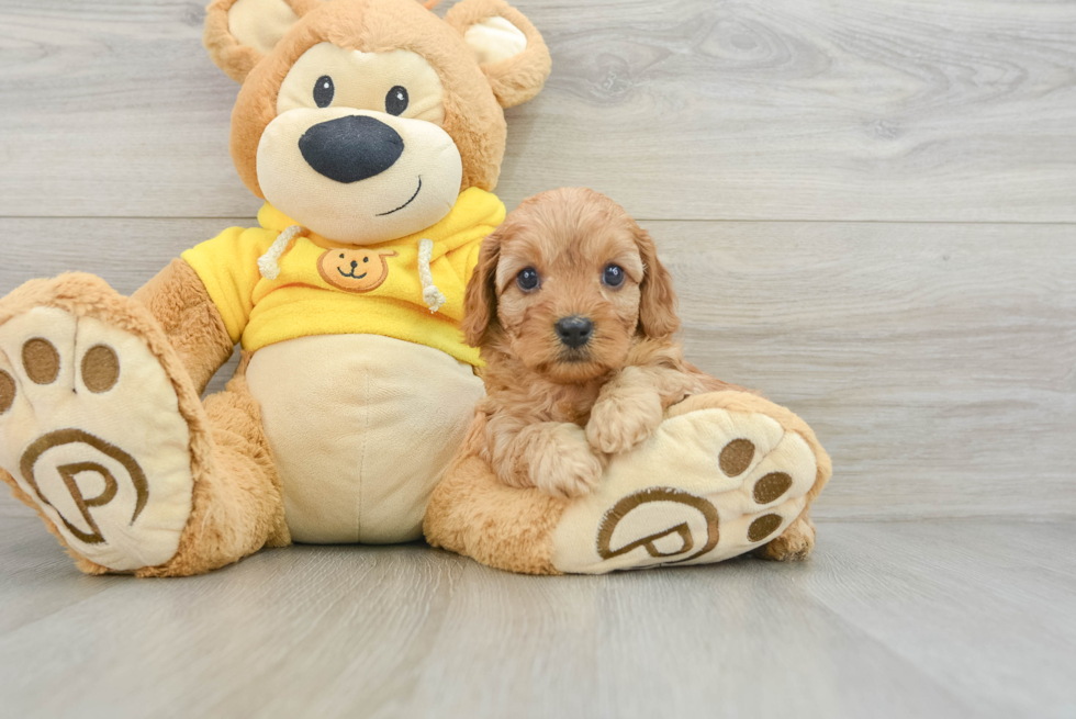 Adorable Cavalier King Charles Spaniel and Poodle Mix Poodle Mix Puppy