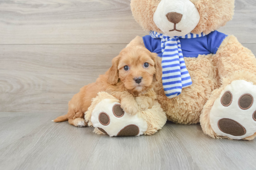 Playful Cavapoodle Poodle Mix Puppy