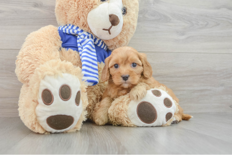 Small Cavapoo Baby