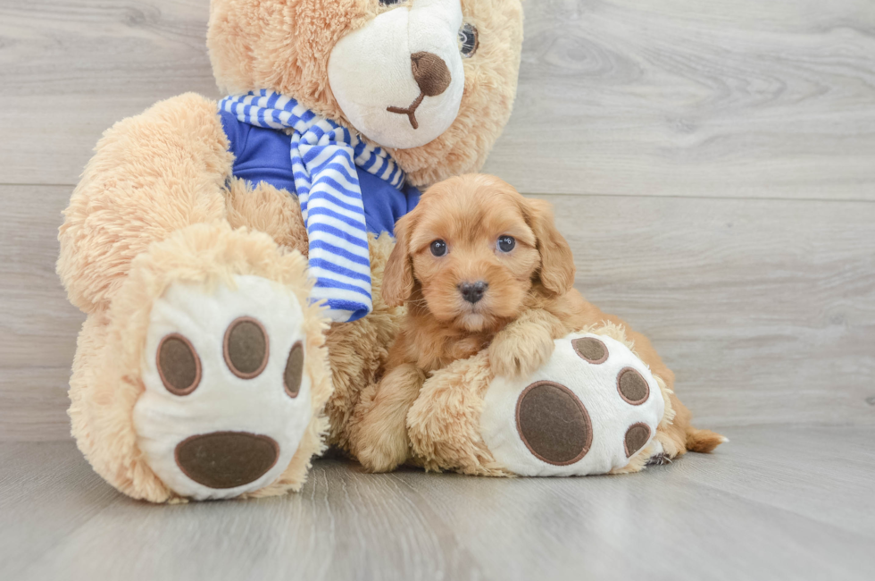 8 week old Cavapoo Puppy For Sale - Premier Pups