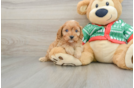 Fluffy Cavapoo Poodle Mix Pup