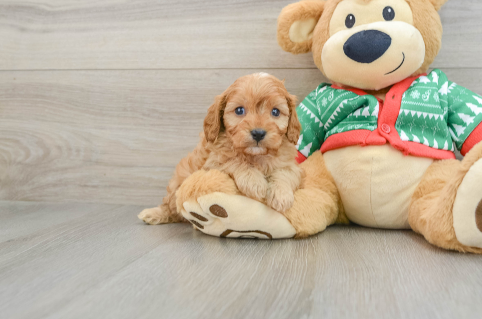 5 week old Cavapoo Puppy For Sale - Premier Pups