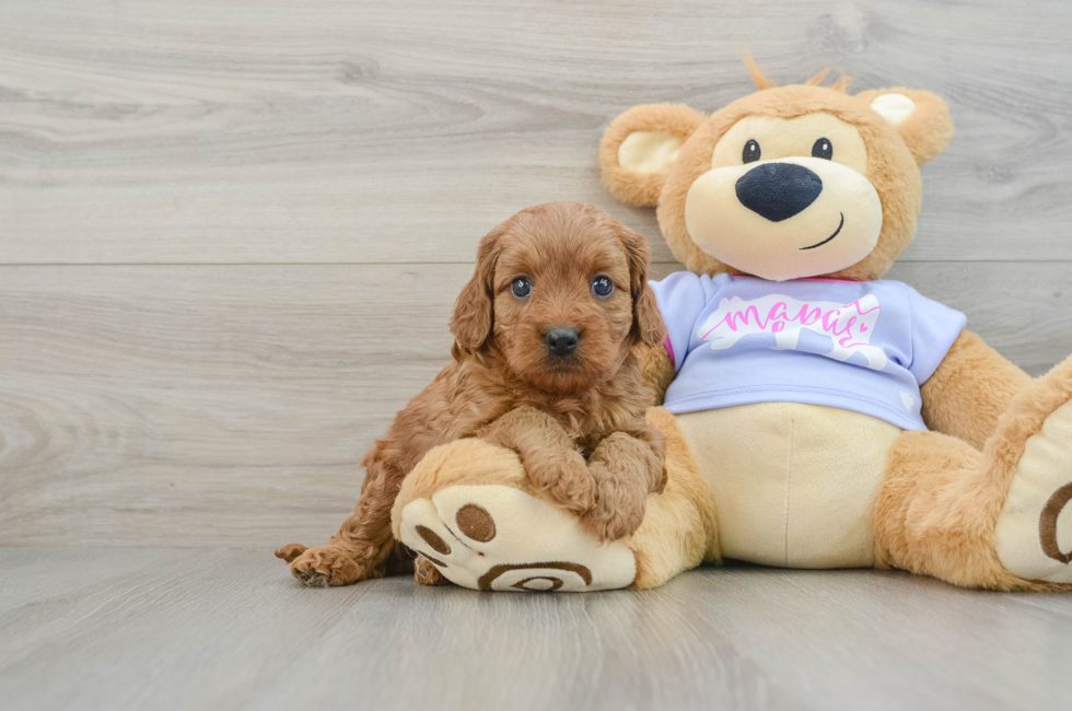 5 week old Cavapoo Puppy For Sale - Premier Pups