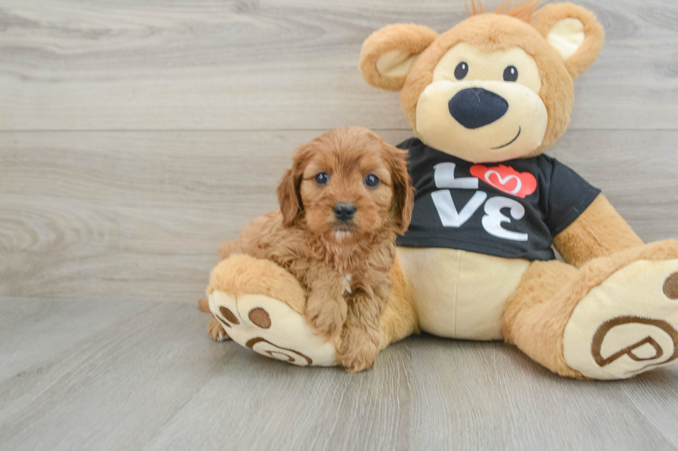 Cavapoo Pup Being Cute