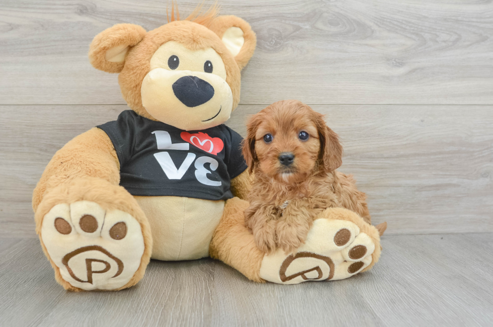 5 week old Cavapoo Puppy For Sale - Premier Pups