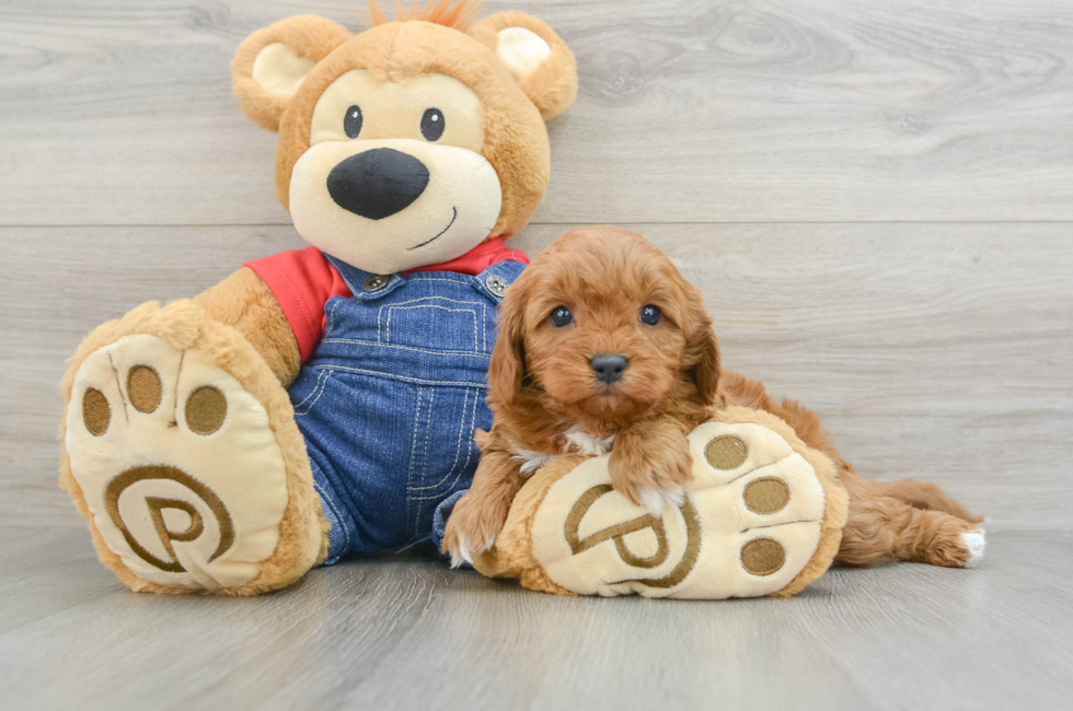 5 week old Cavapoo Puppy For Sale - Premier Pups