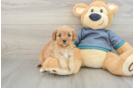 Playful Cavapoodle Poodle Mix Puppy
