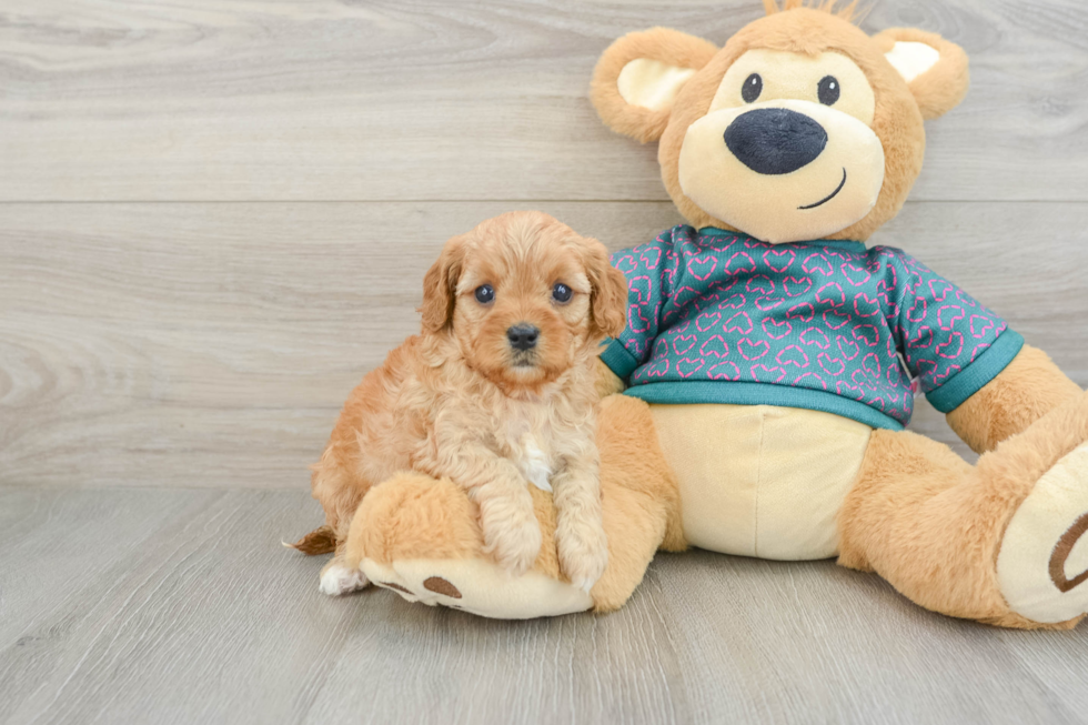 Playful Cavapoodle Poodle Mix Puppy