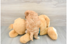 Friendly Cavapoo Baby