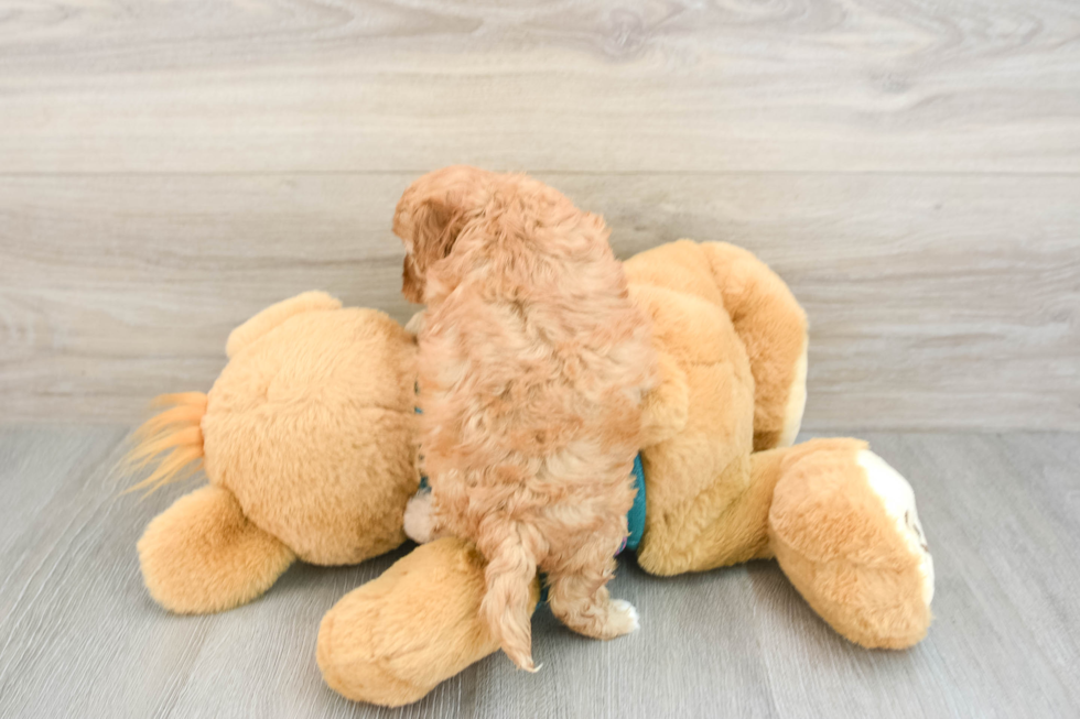 Friendly Cavapoo Baby