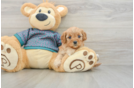 Sweet Cavapoo Baby