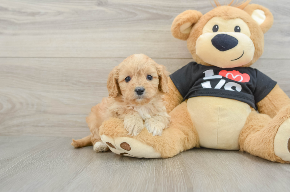 7 week old Cavapoo Puppy For Sale - Premier Pups