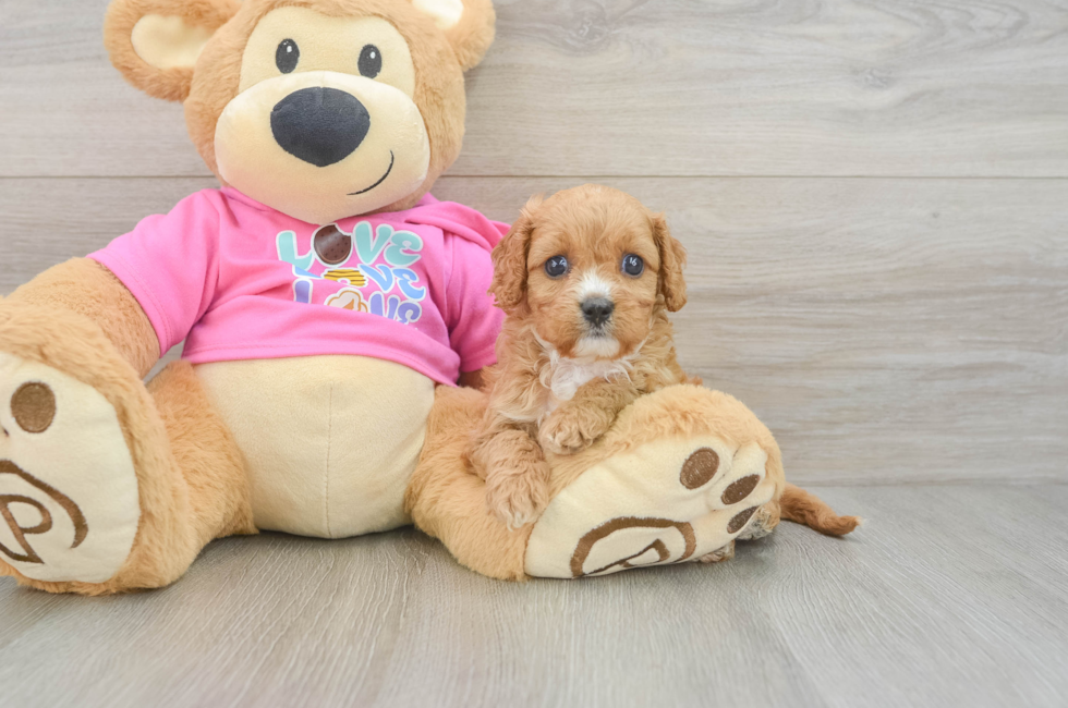 6 week old Cavapoo Puppy For Sale - Premier Pups