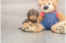 Little Cavipoo Poodle Mix Puppy