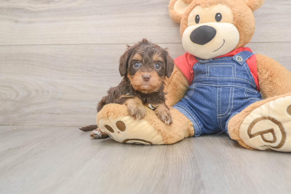 Little Cavipoo Poodle Mix Puppy