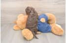 Sweet Cavapoo Baby
