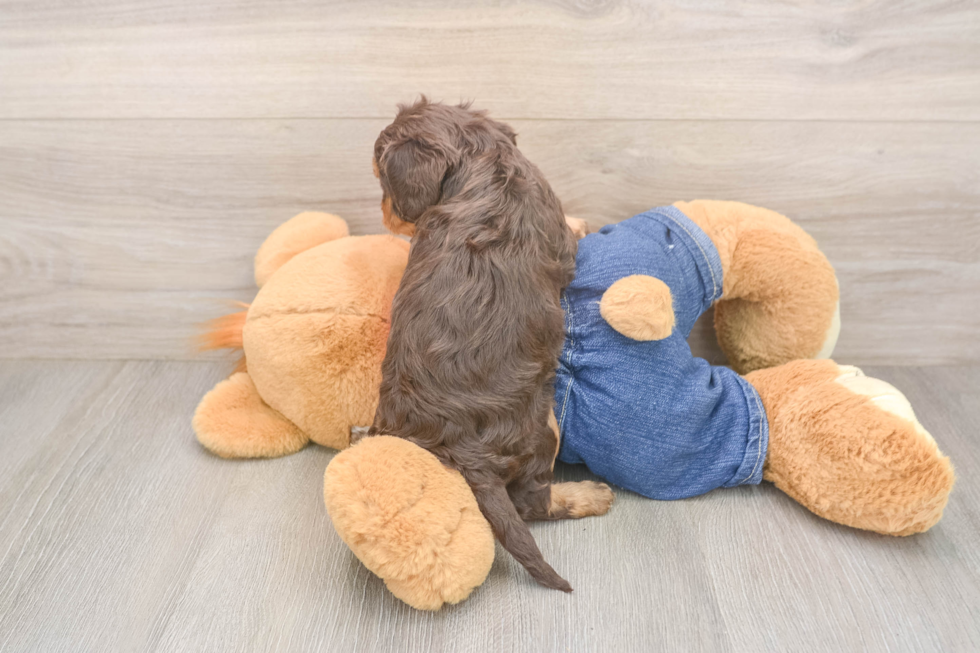 Sweet Cavapoo Baby