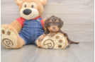 Cavapoo Pup Being Cute