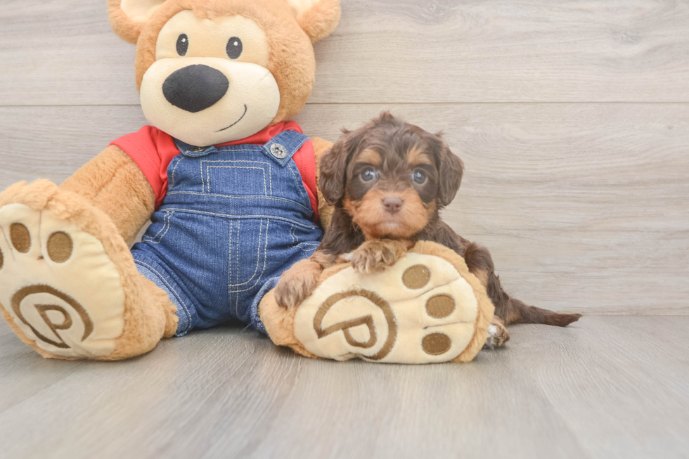 Cavapoo Pup Being Cute