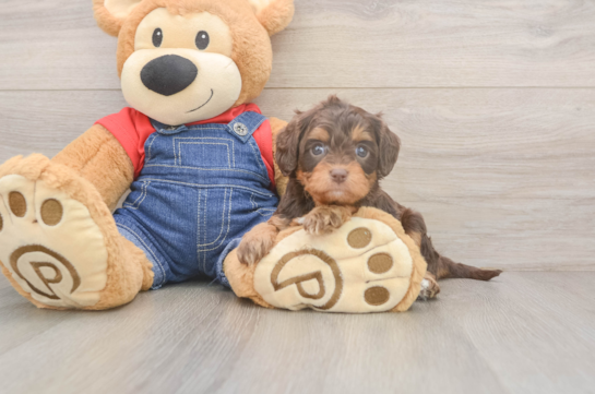 Cavapoo Pup Being Cute