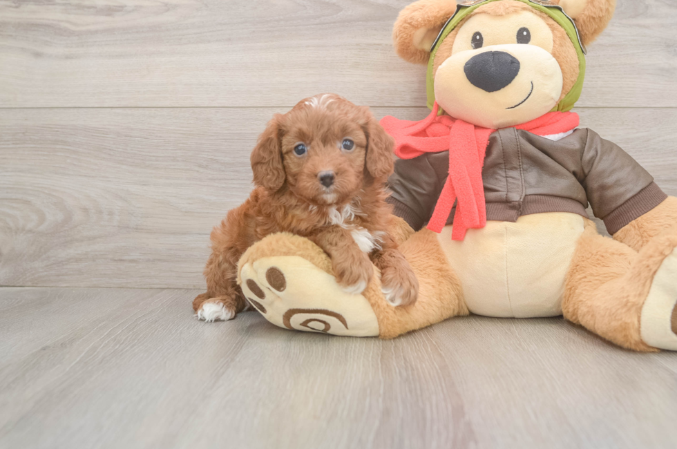 5 week old Cavapoo Puppy For Sale - Premier Pups