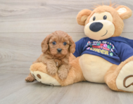 6 week old Cavapoo Puppy For Sale - Premier Pups
