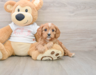 8 week old Cavapoo Puppy For Sale - Premier Pups