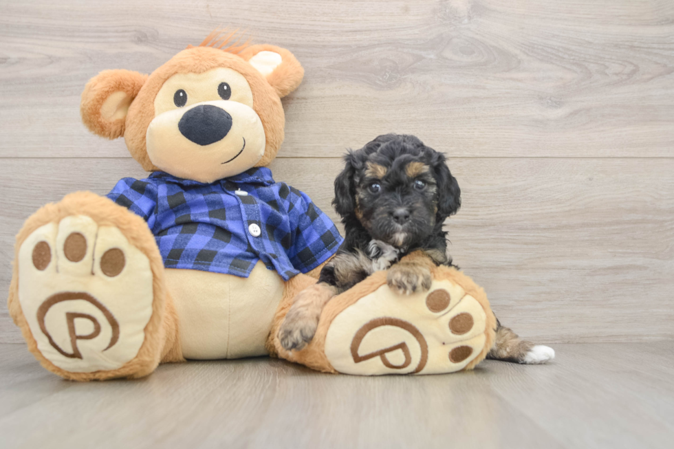 Cavapoo Pup Being Cute