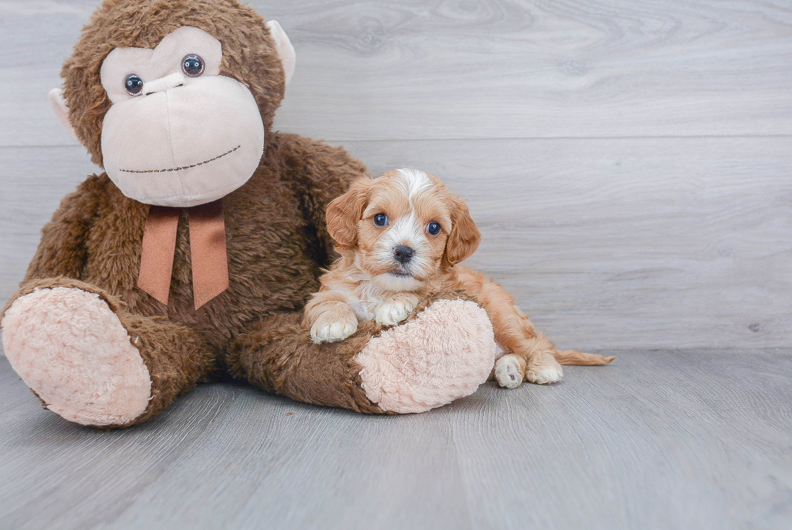 Best Cavapoo Baby